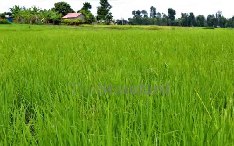 Bunyala Rice Scheme（水系 / 湖泊 / 海岸）-非行家旅行-Africa Wild Wander