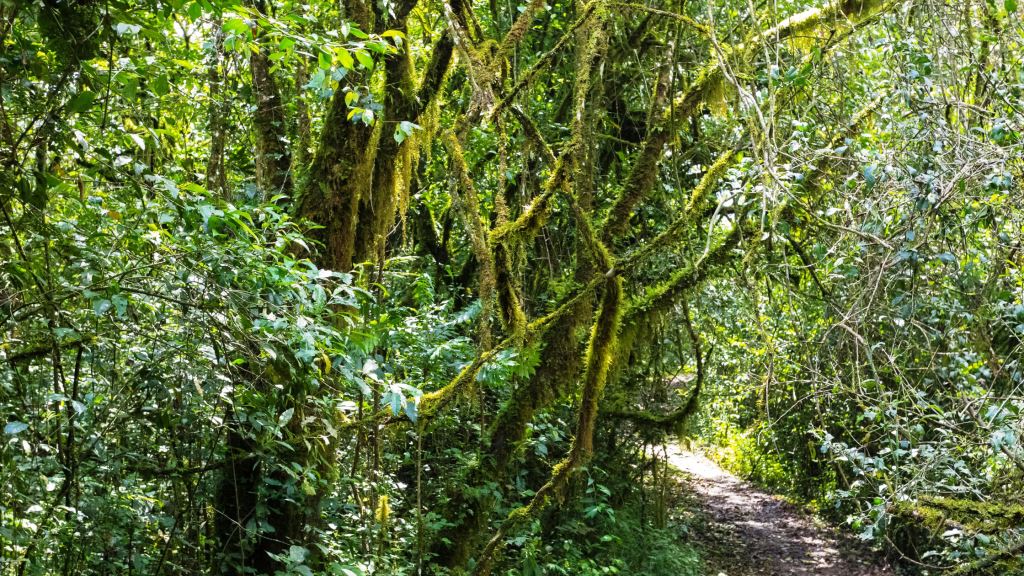 Kisere Forest（基塞雷森林）-非行家旅行-Africa Wild Wander