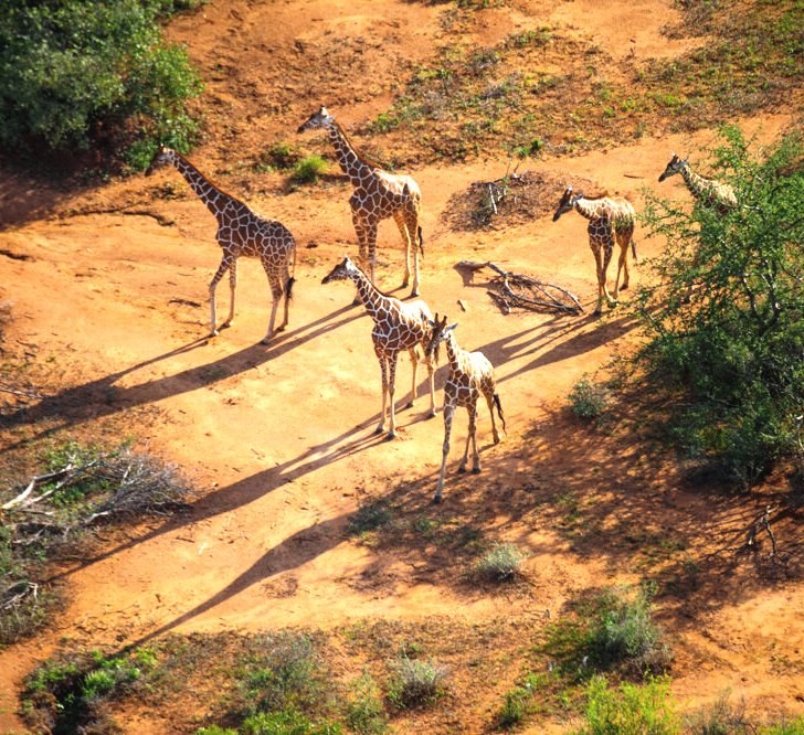 Biliqo Bulesa(国家公园 / 保护区 / Safari)-非行家旅行-Africa Wild Wander