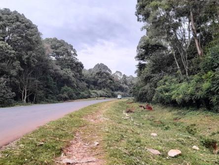 Malava Forest(马拉瓦森林)-非行家旅行-Africa Wild Wander