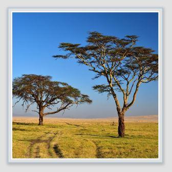 Home(历史遗产 / 博物馆)-非行家旅行-Africa Wild Wander