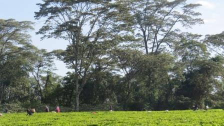 Kenya's Forests（水系 / 湖泊 / 海岸）-非行家旅行-Africa Wild Wander