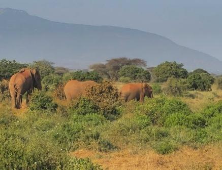 Taita Taveta County（泰塔塔韦塔县）-非行家旅行-Africa Wild Wander