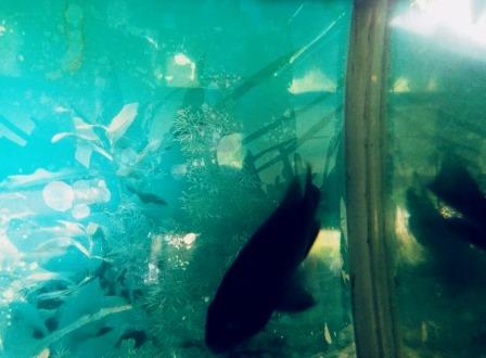 Sagana Fisheries（萨加纳渔业中心）-非行家旅行-Africa Wild Wander