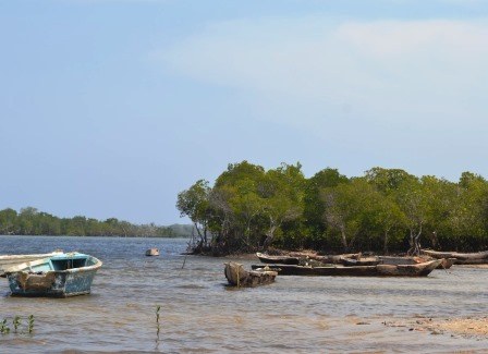 Gazi Women Mangrove Boardwalk（加齐女性红树林栈道）-非行家旅行-Africa Wild Wander