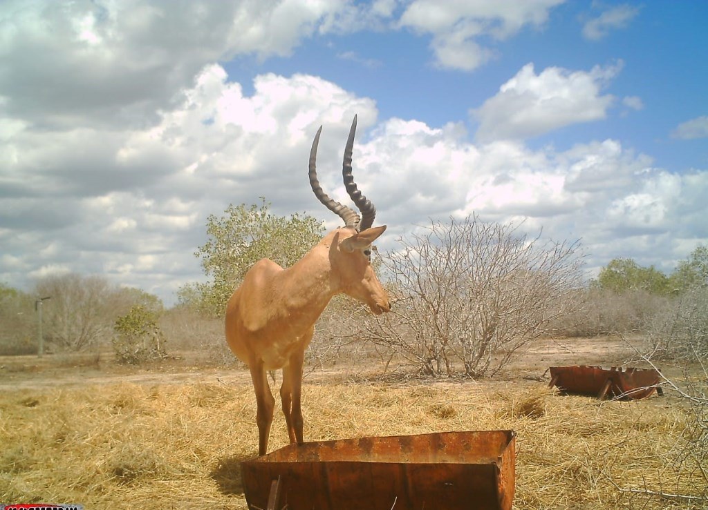 Ishaqbini Hirola Conservancy（自然景观 / 徒步）-非行家旅行-Africa Wild Wander