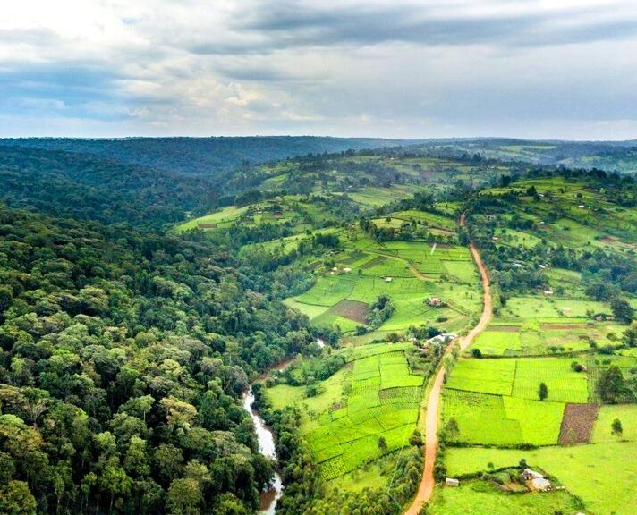 Mau Forest Reserve（毛森林保护区）-非行家旅行-Africa Wild Wander