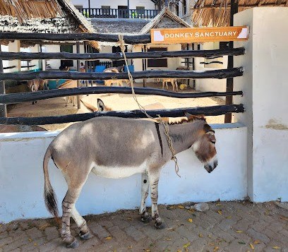 Lamu Donkey Sanctuary（拉穆驴保护中心）-非行家旅行-Africa Wild Wander