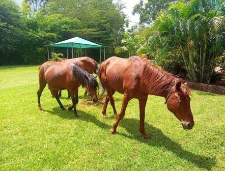 Oldonyo Sapuk Resort（住宿休闲 / 周末度假）-非行家旅行-Africa Wild Wander