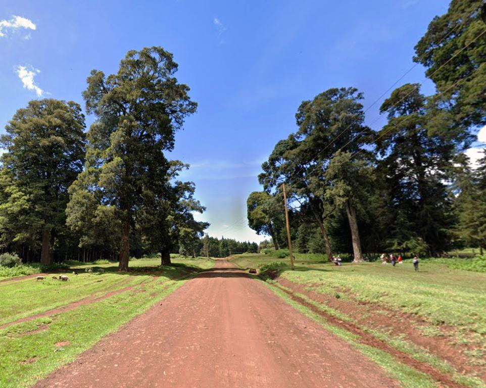 Mucheene Forest（森林 / 水源地）-非行家旅行-Africa Wild Wander