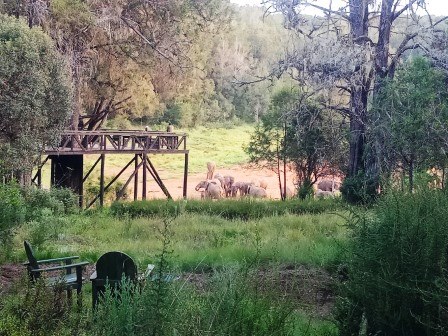 Cedar Retreat（住宿休闲 / 艺术度假）-非行家旅行-Africa Wild Wander