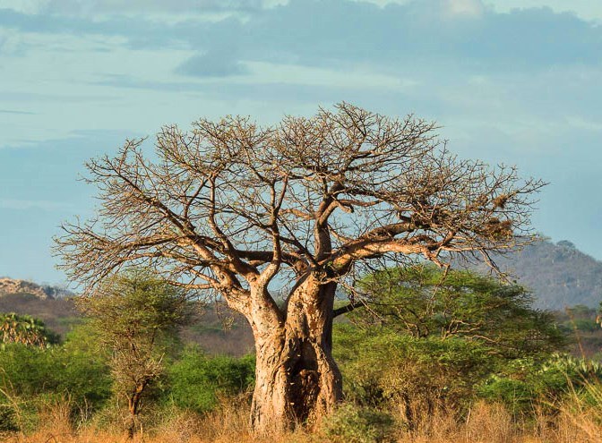 Twin Baobab Trees（Meru National Park / Safari）-非行家旅行-Africa Wild Wander