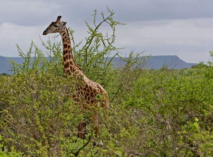 Yatta Plateau（亚塔高原）-非行家旅行-Africa Wild Wander