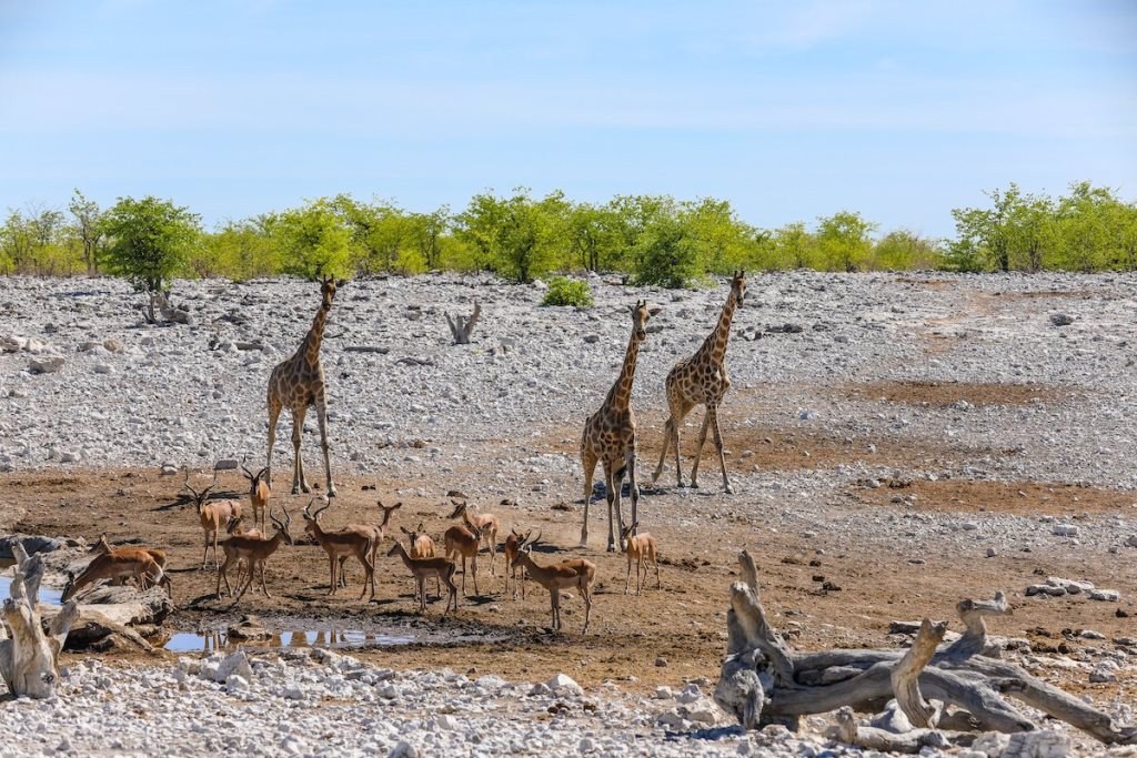 Bour-Algi Giraffe Sanctuary（国家公园 / 保护区 / Safari）-非行家旅行-Africa Wild Wander