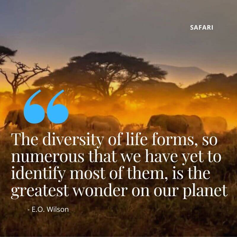 肯尼亚 Safari 传统与旅游遗产-非行家旅行-Africa Wild Wander