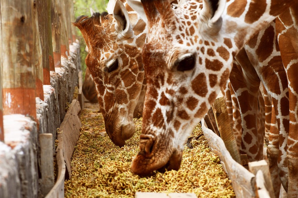 Garissa Giraffe Center（国家公园 / 保护区 / Safari）-非行家旅行-Africa Wild Wander