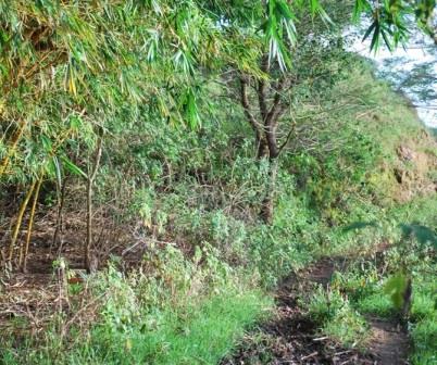 Kalundu Eco Park（卡伦杜生态公园）-非行家旅行-Africa Wild Wander
