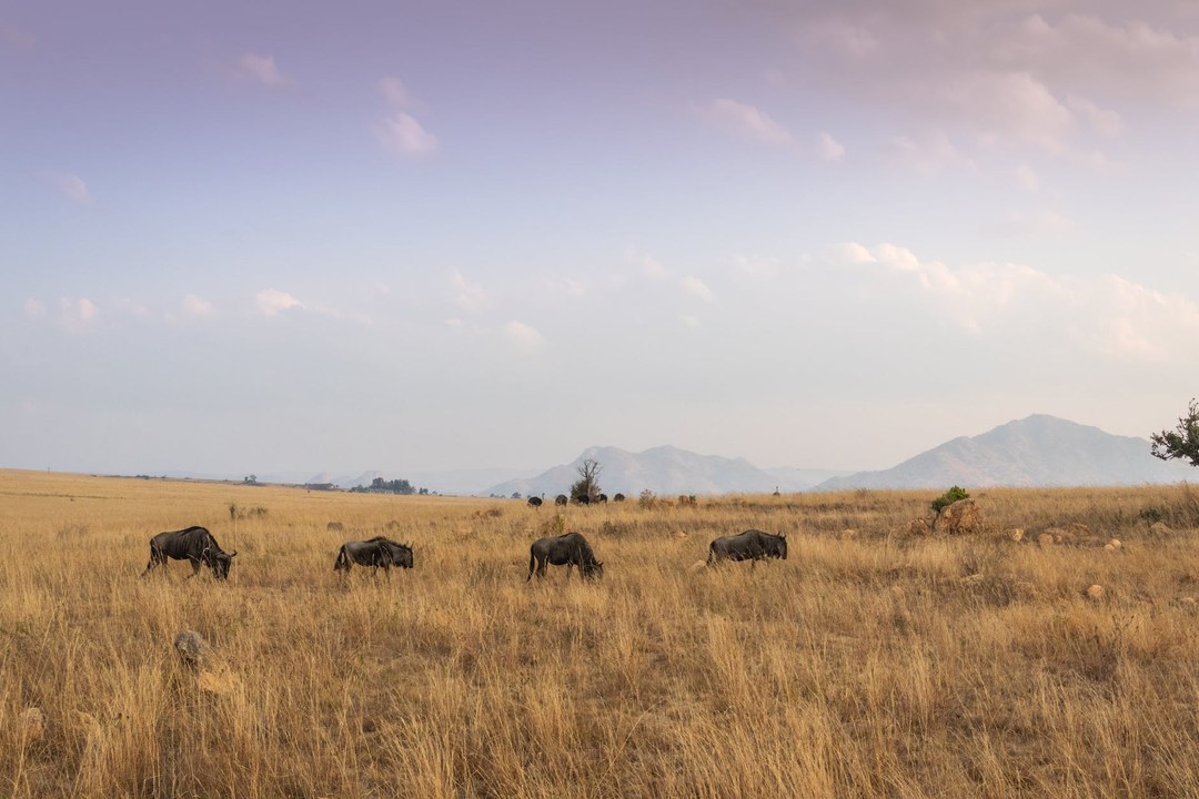 Tana River County（塔纳河县）-非行家旅行-Africa Wild Wander