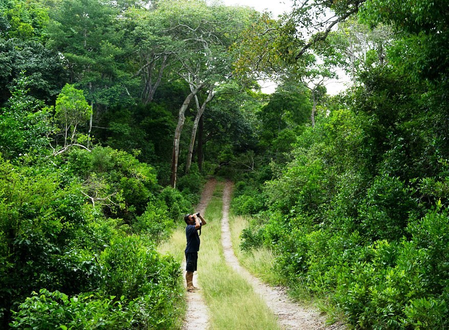 Arabuko Sokoke Forest（历史遗产 / 博物馆）-非行家旅行-Africa Wild Wander
