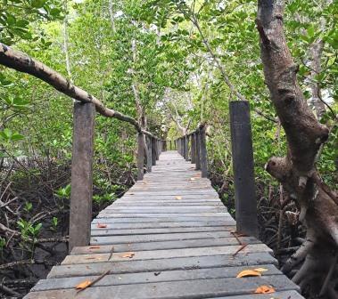 Gazi Women Mangrove Boardwalk（加齐女性红树林栈道）-非行家旅行-Africa Wild Wander