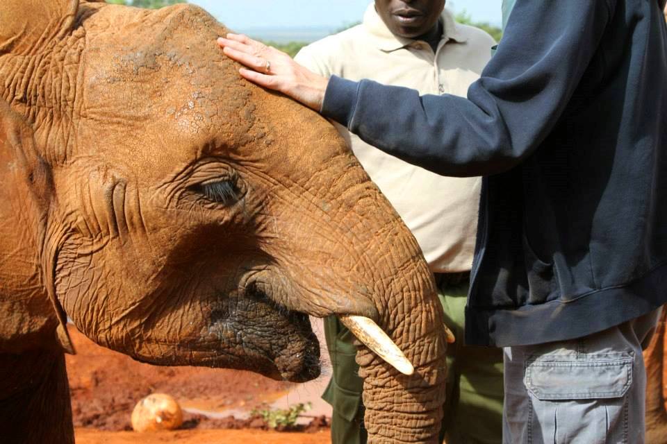 Ithumba Elephant Nursery(Tsavo East / 野生动物)-非行家旅行-Africa Wild Wander