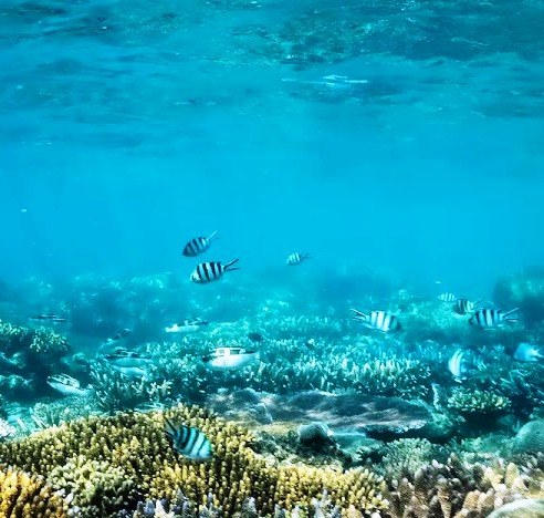 Malindi Marine Park（历史遗产 / 博物馆）-非行家旅行-Africa Wild Wander