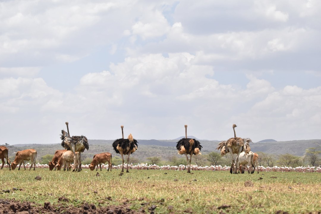Kabarion Conservancy-非行家旅行-Africa Wild Wander