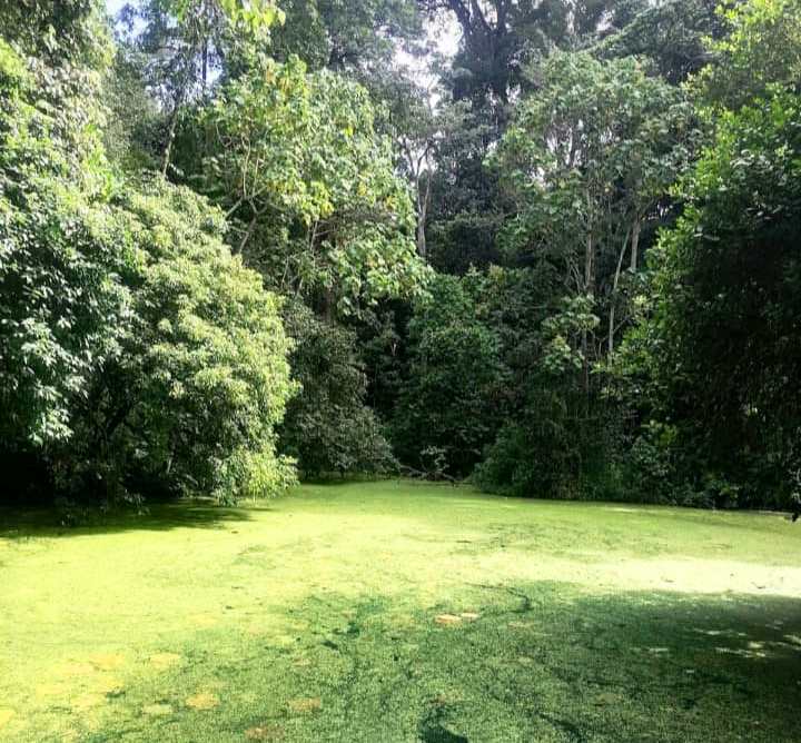 Giant Meru Oak（巨型梅鲁橡树）-非行家旅行-Africa Wild Wander