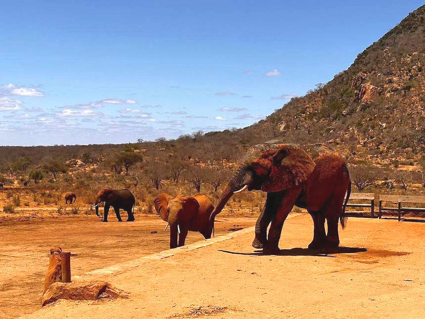Ithumba Elephant Nursery(Tsavo East / 野生动物)-非行家旅行-Africa Wild Wander