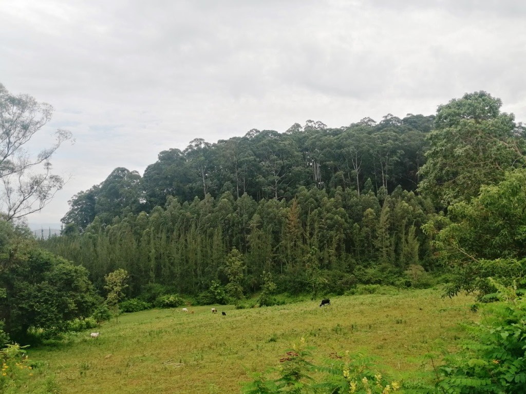 Nyaandui Forest（尼安杜伊森林）-非行家旅行-Africa Wild Wander