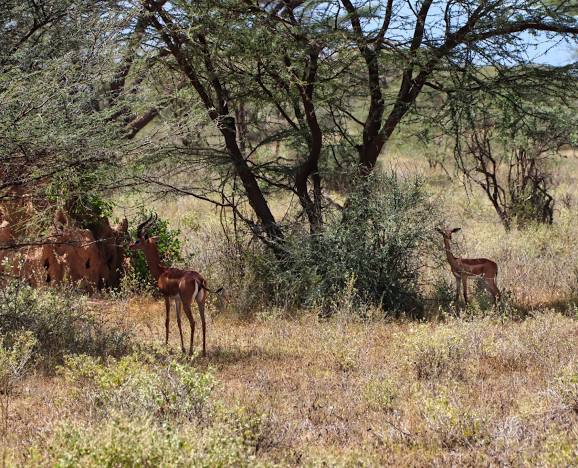 Buffalo Springs Reserve（水系 / 湖泊 / 海岸）-非行家旅行-Africa Wild Wander