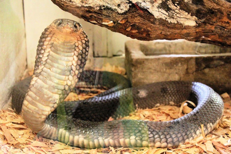 Bio-Ken Snake Farm(国家公园 / 保护区 / Safari)-非行家旅行-Africa Wild Wander