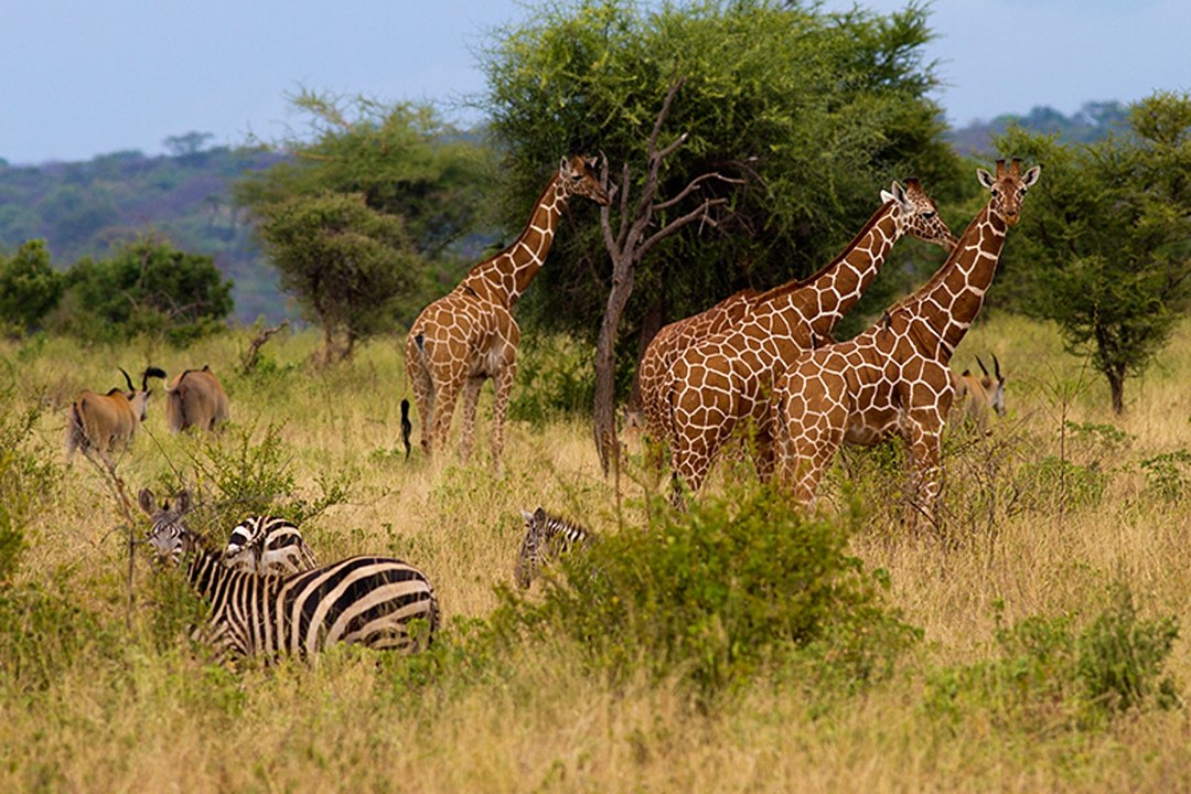 Rahole National Reserve(水系 / 湖泊 / 海岸)-非行家旅行-Africa Wild Wander