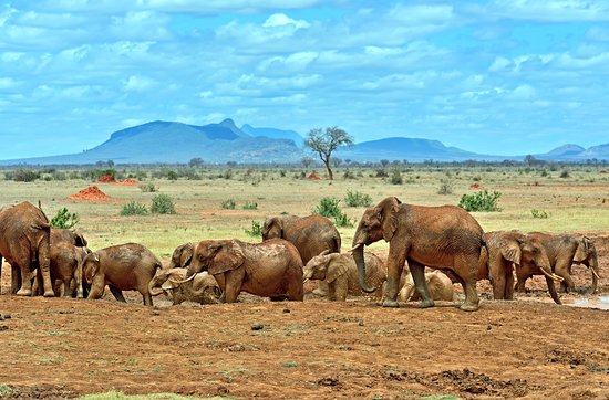 Kora National Park, Tana Primate National Reserve, Tsavo East & Tsavo West National Parks, Mutejwa National Reserve（水系 / 湖泊 / 海岸）-非行家旅行-Africa Wild Wander