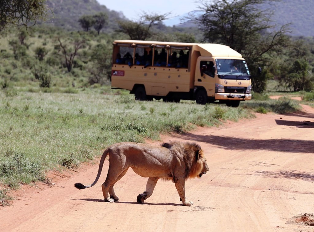 Ewaso Lions（埃瓦索狮子保护项目）-非行家旅行-Africa Wild Wander