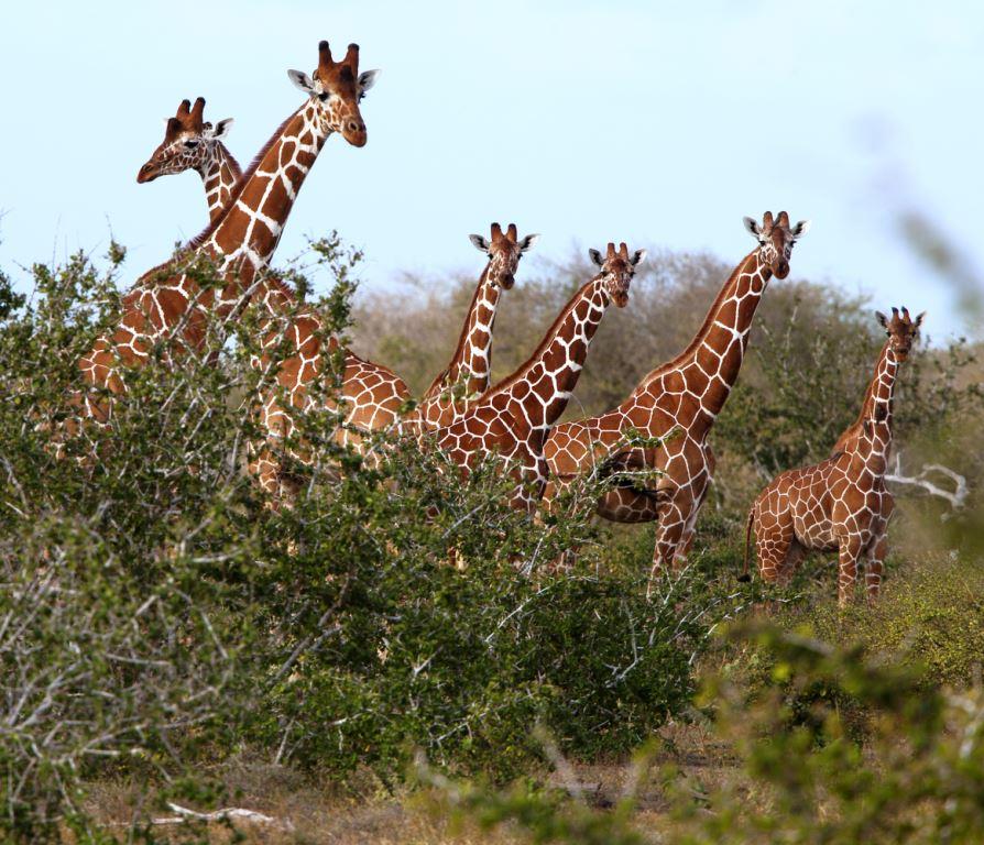 Biliqo Bulesa(国家公园 / 保护区 / Safari)-非行家旅行-Africa Wild Wander