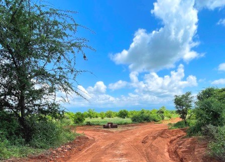 Twin Baobab Trees（Meru National Park / Safari）-非行家旅行-Africa Wild Wander