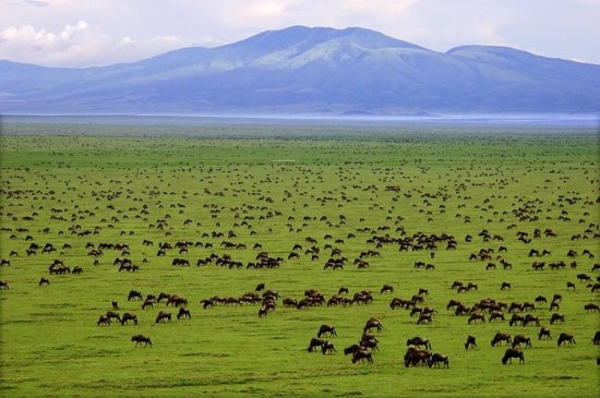 About East Africa（县域概览）-非行家旅行-Africa Wild Wander