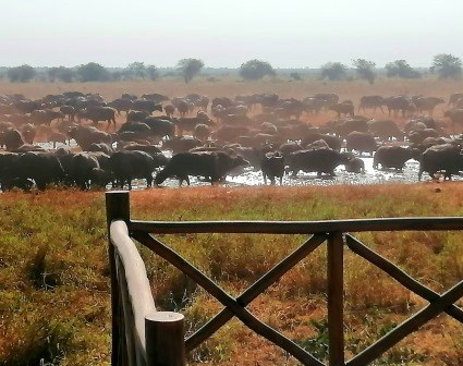 Ngutuni Wildlife Lodge（保护地 / 私营保护区）-非行家旅行-Africa Wild Wander