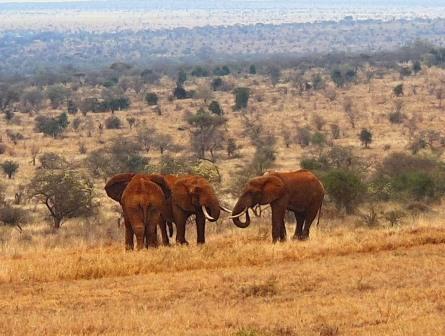 Lualenyi Camp（保护地 / 私营保护区）-非行家旅行-Africa Wild Wander