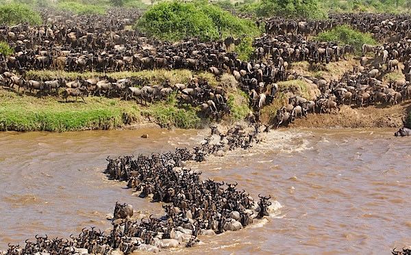 10 Funny Facts: The Masai Mara Wildebeest Migration（国家公园 / 保护区 / Safari）-非行家旅行-Africa Wild Wander