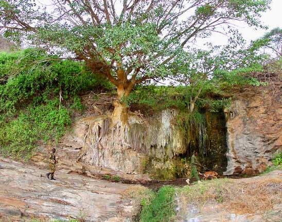 Yatta (Tsavo) Springs（Tsavo East / 野生动物）-非行家旅行-Africa Wild Wander