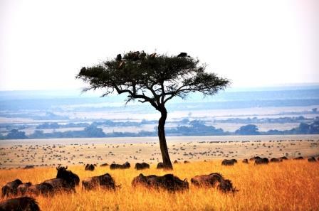 Aberdares National Park, Nairobi National Park, Tsavo National Parks, Shimba Hills National Park, Masai Mara National Reserve（水系 / 湖泊 / 海岸）-非行家旅行-Africa Wild Wander