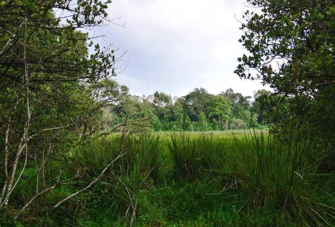 Saiwa Swamp National Park（赛瓦沼泽国家公园）-非行家旅行-Africa Wild Wander