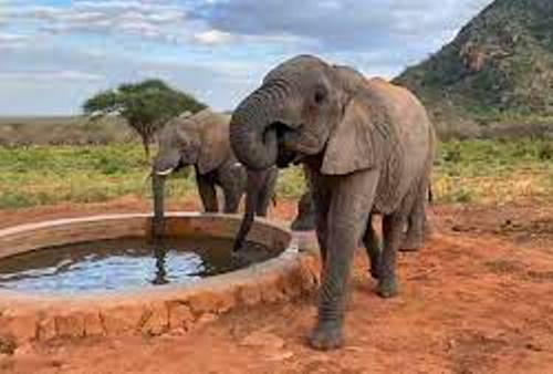 Ithumba Elephant Nursery(Tsavo East / 野生动物)-非行家旅行-Africa Wild Wander