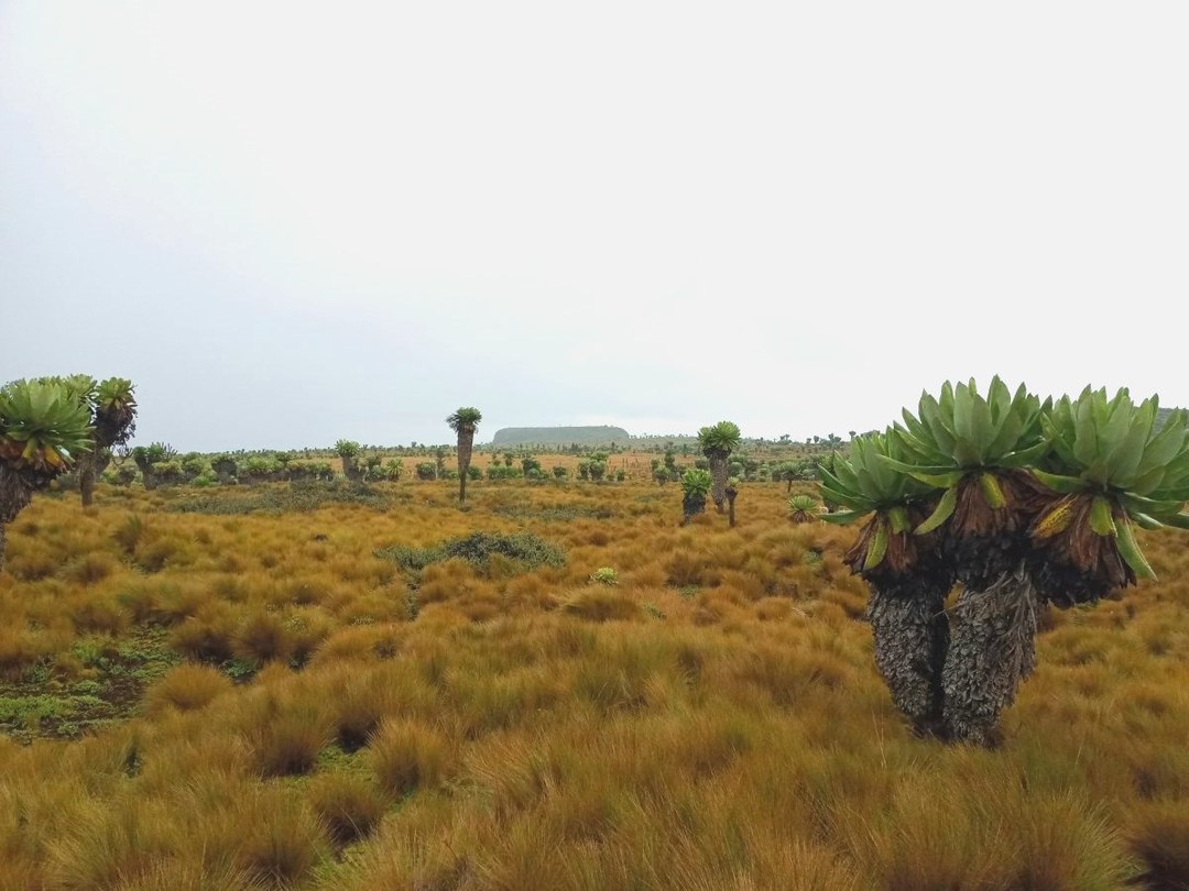 Table Mountain（Aberdare 高山 / 徒步）-非行家旅行-Africa Wild Wander