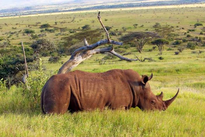 Lewa Wildlife Conservancy(莱瓦野生动物保护地)-非行家旅行-Africa Wild Wander