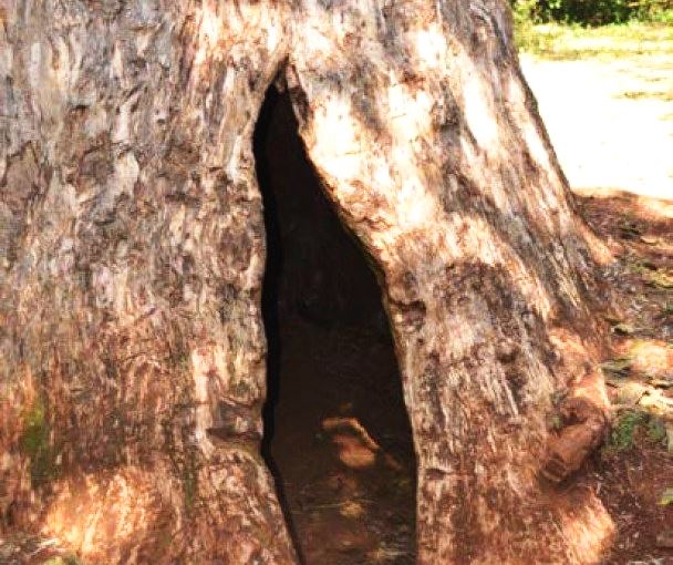 Giant Meru Oak（巨型梅鲁橡树）-非行家旅行-Africa Wild Wander