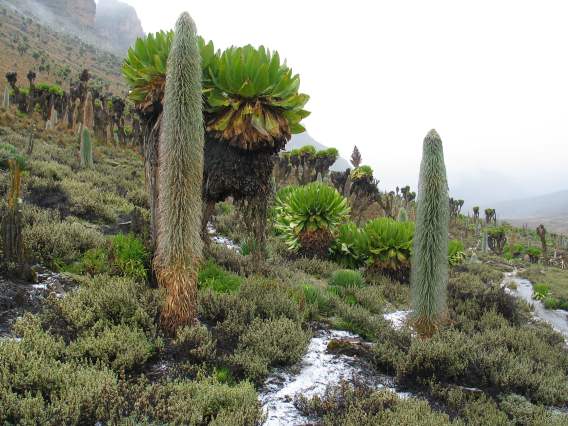 A Brief Overview, Climate and Vegetal Profile of Mount Kenya（自然景观 / 徒步）-非行家旅行-Africa Wild Wander