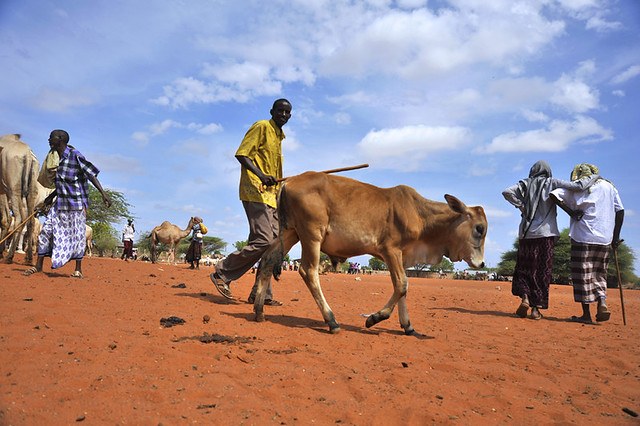 Wajir Livestock Market（县域目的地 / 专题资料）-非行家旅行-Africa Wild Wander
